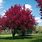 Red Crabapple Tree