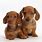 Red Dachshund Puppies