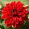 Red Dahlia Plant