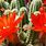 Red Flowering Cactus Plants