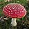 Red Fly Agaric