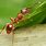 Red Garden Ant