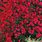 Red Ground Cover Perennial