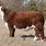 Red Hereford Cattle