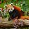 Red Panda Ecosystem