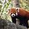 Red Panda in a Zoo