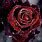 Red Rose Black Background Wallpaper