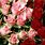 Red Rose Flower Pink