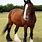 Red Shire Horse