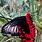 Red Swallowtail Butterfly