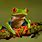 Red Tree Frog