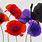 Red White and Purple Poppies