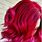 Red and Pink Ombre Hair