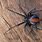 Redback Spider