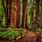 Redwood Forest Desktop