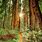Redwood Forest National Park