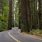 Redwood Forest Road