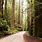 Redwood State Park California