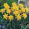 Rip Van Winkle Daffodil