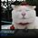 Roblox Funny Cat Memes