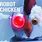 Robot Chicken Cat