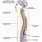 Roots of Spinal Cord