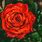Rose 4K Image