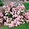 Rose Ground Cover Pink