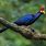 Ross's Turaco