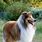 Rough Collie Dog Breed