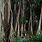 Rubber Tree Forest