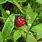 Rubus Pubescens
