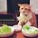 Sad Cat Salad Meme