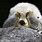 Sad Sea Otter