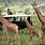Safari Park in Kenya