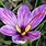 Saffron Crocus Flower