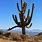 Saguaro Cactus California