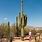 Saguaro Cactus National Park