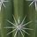 Saguaro Cactus Spines