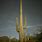 Saguaro Cactus Tucson