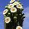 Saguaro Cactus with Flowers