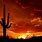 Saguaro Desert Sunset
