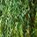 Salix Babylonica Leaf