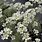 Saxifraga Paniculata Minutifolia