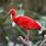 Scarlet Ibis in Florida