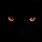 Scary Black Cat Eyes