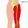 Sciatic Nerve Knee Pain