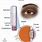Sclera Structure