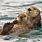 Sea Otter Floating