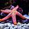 Sea Star Starfish